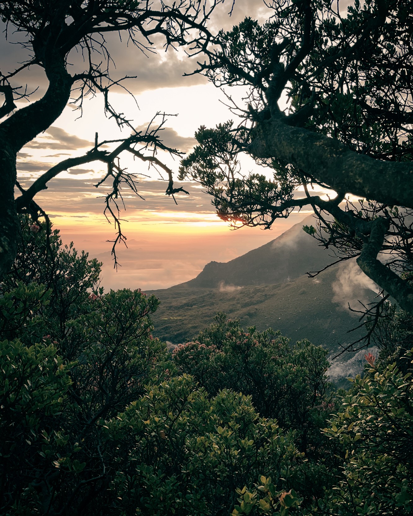Mount Gede Trek: The Majestic Highland Journey gallery 7